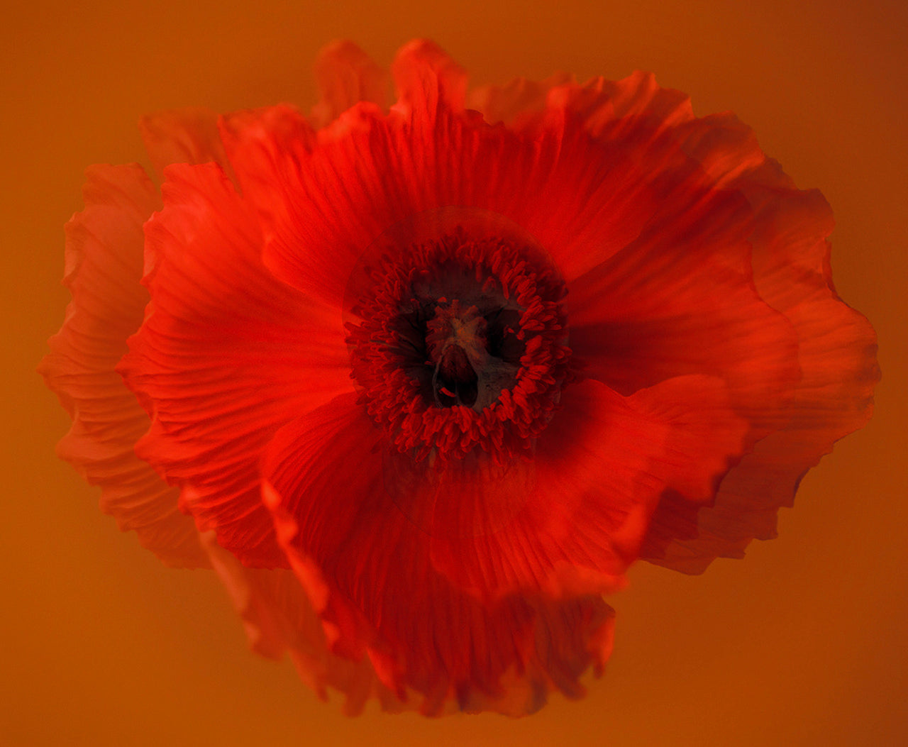 "Carpe Diem" 2023, Seizing The Day Or Living In The Moment, Deep Orange