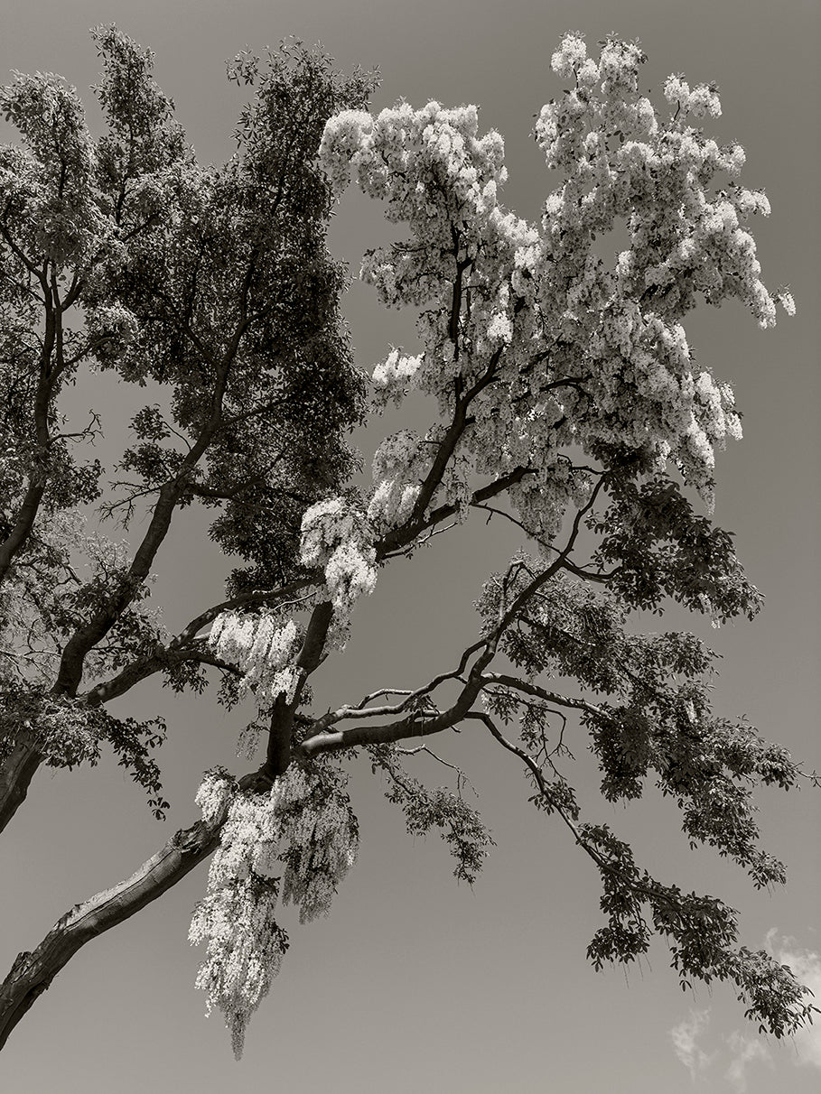 Yellow Wisteria Against Blue Sky,”2023