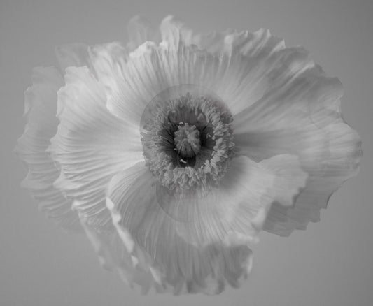 "Carpe Diem" 2023, Seizing The Day Or  Living In The Moment, Black And White