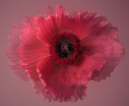 "Carpe Diem" 2023, Seizing The Day Or  Living In The Moment, Soft Pink