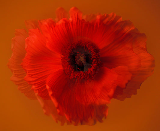 "Carpe Diem" 2023, Seizing The Day Or  Living In The Moment, Deep Orange