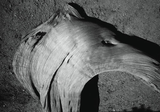 Spirit Head Of Fabled Horse,  New Mexico, Georgia O'Keeffe Farm, 1998 (Analogue Photography)