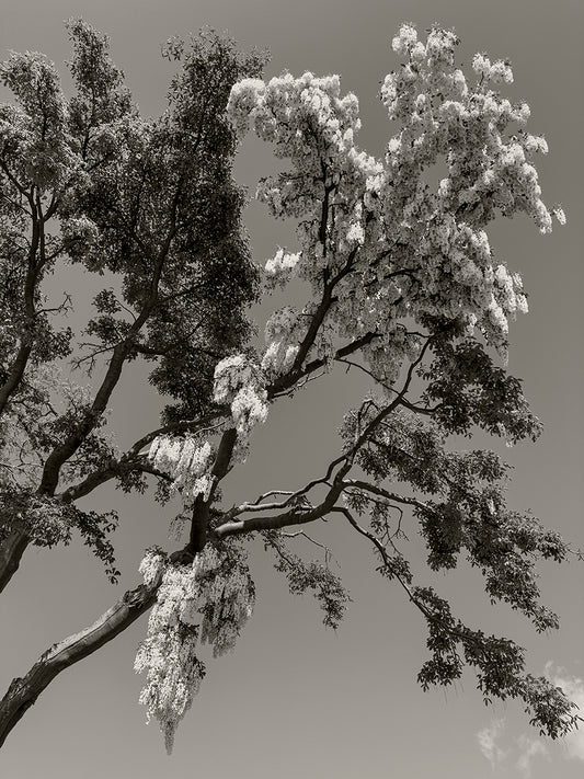 Yellow Wisteria Against Blue Sky,”2023