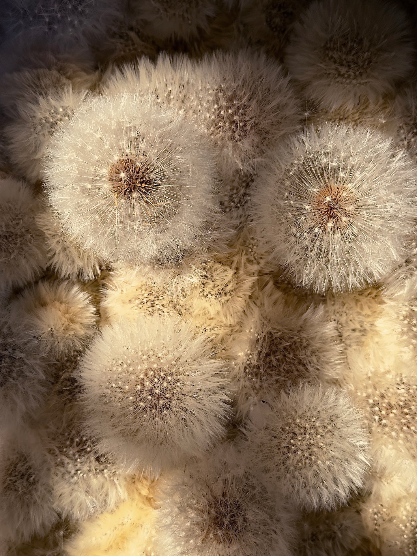Dandelion