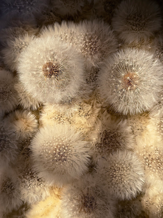 Dandelion
