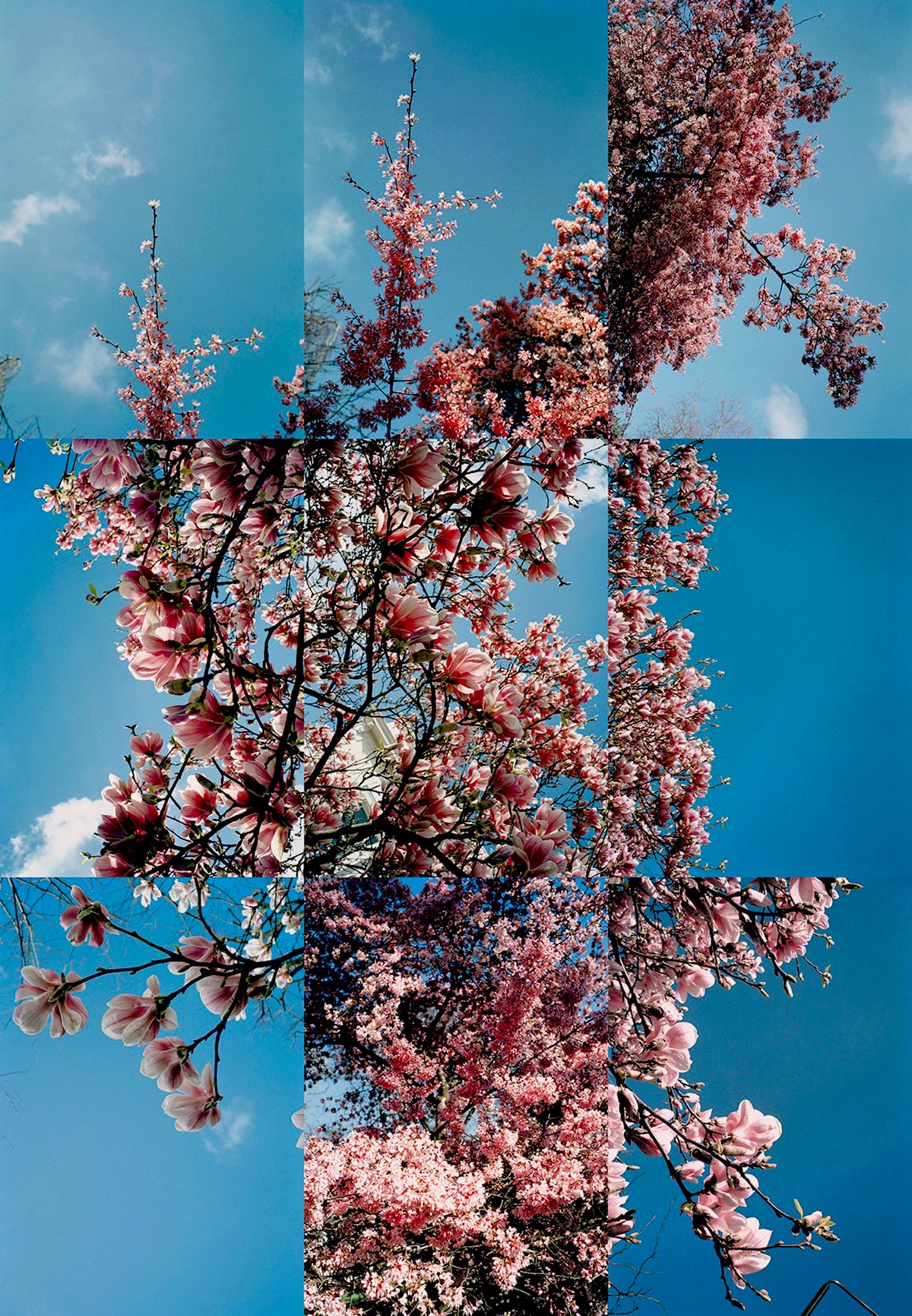 "Magnolia" 2000, Limited Edition Print