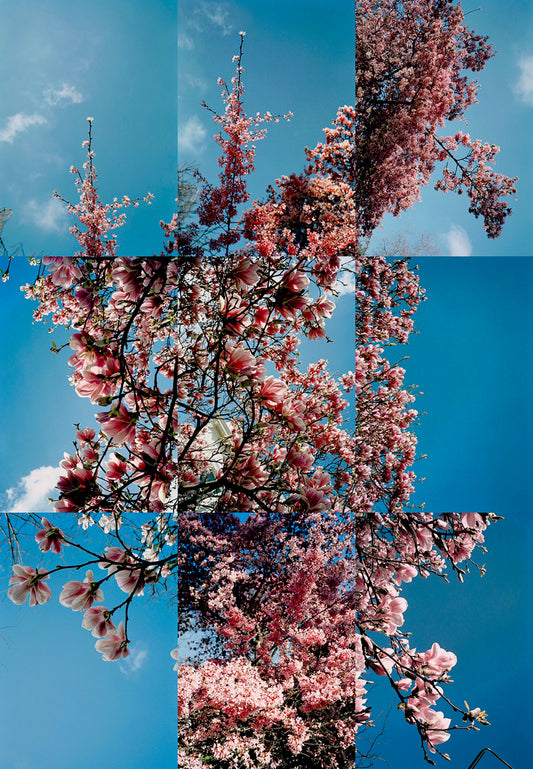 "Magnolia" 2000, Limited Edition Print